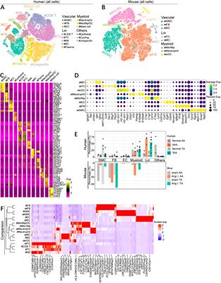 Comparative analysis of thoracic and abdominal aortic aneurysms across the segment and species at the single-cell level